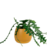 Fishbone cactus - Potted plant - POTT - FISH - CNP - 2806 - Tumbleweed Plants - Online Plant Delivery Singapore