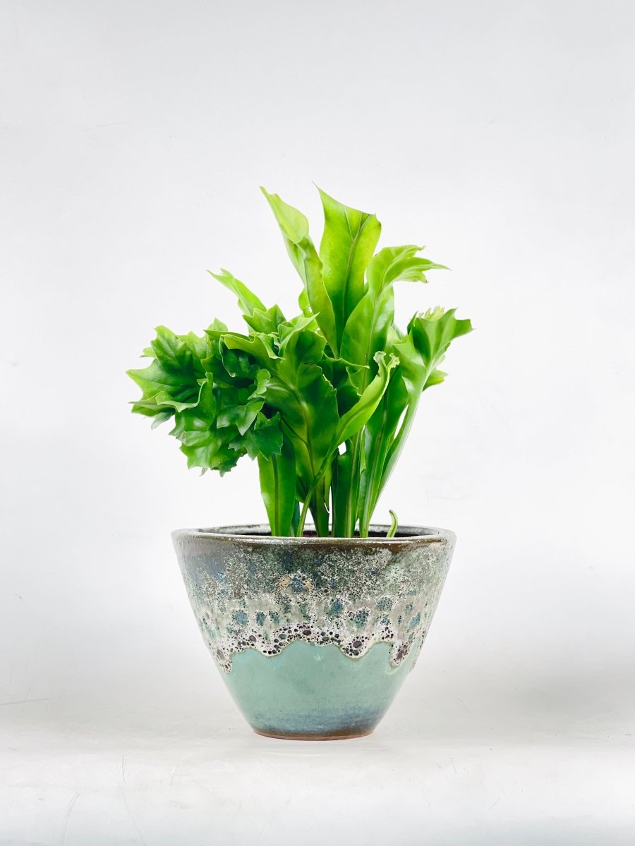 Fishtail Fern - grow pot - Potted plant - Tumbleweed Plants - Online Plant Delivery Singapore