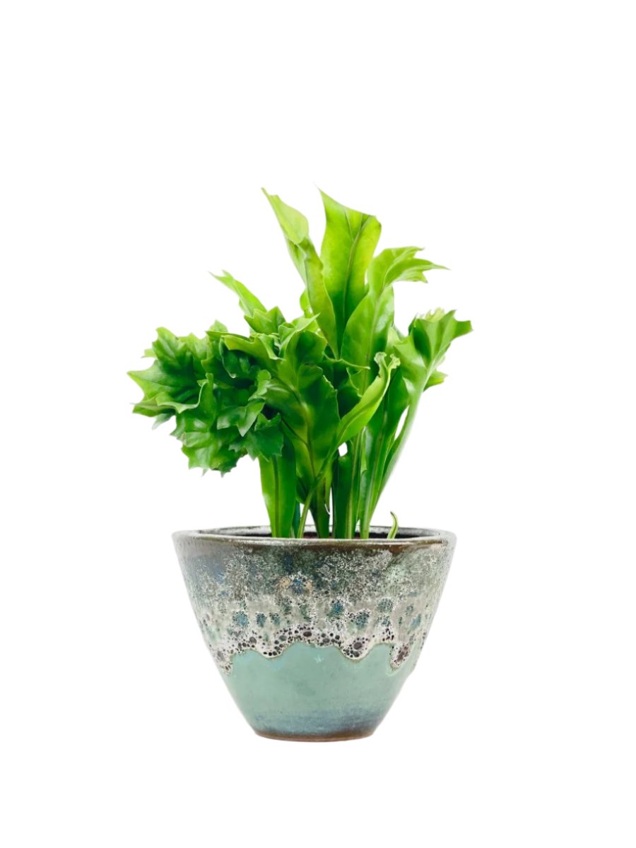 Fishtail Fern - grow pot - Potted plant - Tumbleweed Plants - Online Plant Delivery Singapore