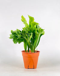 Fishtail Fern - grow pot - Potted plant - Tumbleweed Plants - Online Plant Delivery Singapore