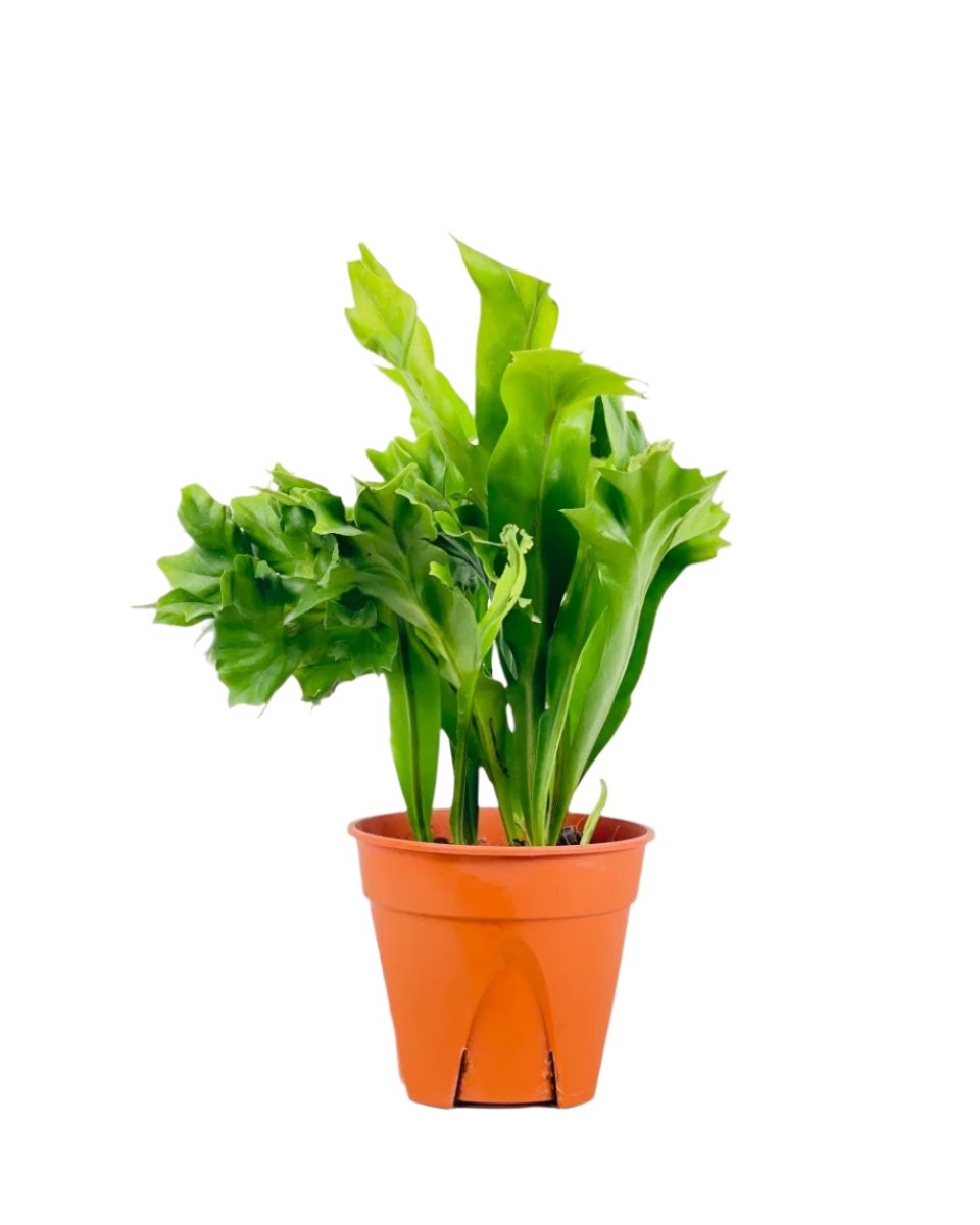 Fishtail Fern - grow pot - Potted plant - Tumbleweed Plants - Online Plant Delivery Singapore