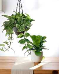 Flourish, Mama - product - PROD - FLOU - 6940 - Tumbleweed Plants - Online Plant Delivery Singapore