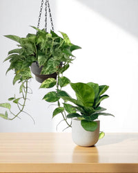 Flourish, Mama - product - PROD - FLOU - 6940 - Tumbleweed Plants - Online Plant Delivery Singapore