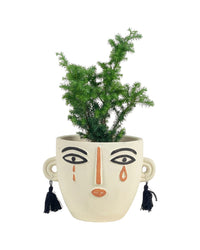 Formosan Juniper - grow pot - Potted plant - Tumbleweed Plants - Online Plant Delivery Singapore