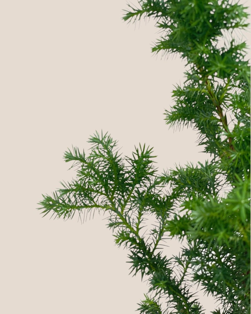 Formosan Juniper - Tumbleweed Plants