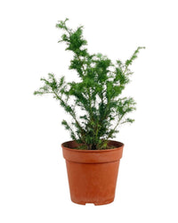 Formosan Juniper - grow pot - Potted plant - Tumbleweed Plants - Online Plant Delivery Singapore