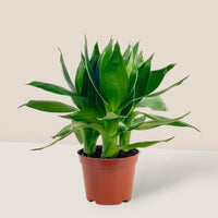 Dracaena Fortune Lotus Bamboo Plant