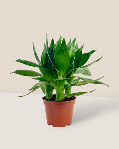 Dracaena Fortune Lotus Bamboo Plant