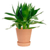 Dracaena Fortune Lotus Bamboo Plant (0.2m)