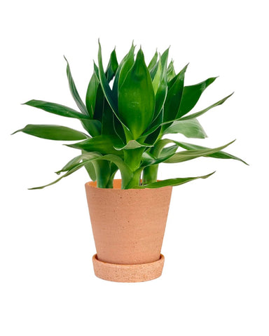 Dracaena Fortune Lotus Bamboo Plant (0.2m)