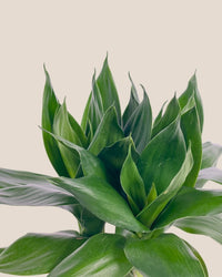 Fortune Lotus Bamboo Plant (0.2m) - grow pot - Potted plant - Tumbleweed Plants - Online Plant Delivery Singapore