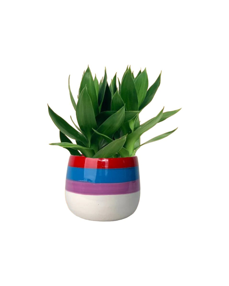 Fortune Lotus Bamboo - poppy color planter - rapunzel - Potted plant - Tumbleweed Plants - Online Plant Delivery Singapore