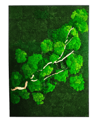 Frame Greens - Preserved Plants: MOSS. - Moss Frame - 6058099643177 - Tumbleweed Plants - Online Plant Delivery Singapore