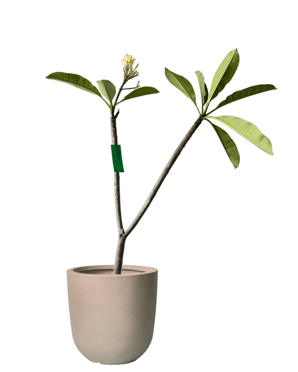 Frangijipani - Potted plant - FRAN - 7242 - Tumbleweed Plants - Online Plant Delivery Singapore