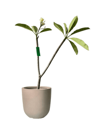 Frangijipani - Potted plant - FRAN - 7242 - Tumbleweed Plants - Online Plant Delivery Singapore