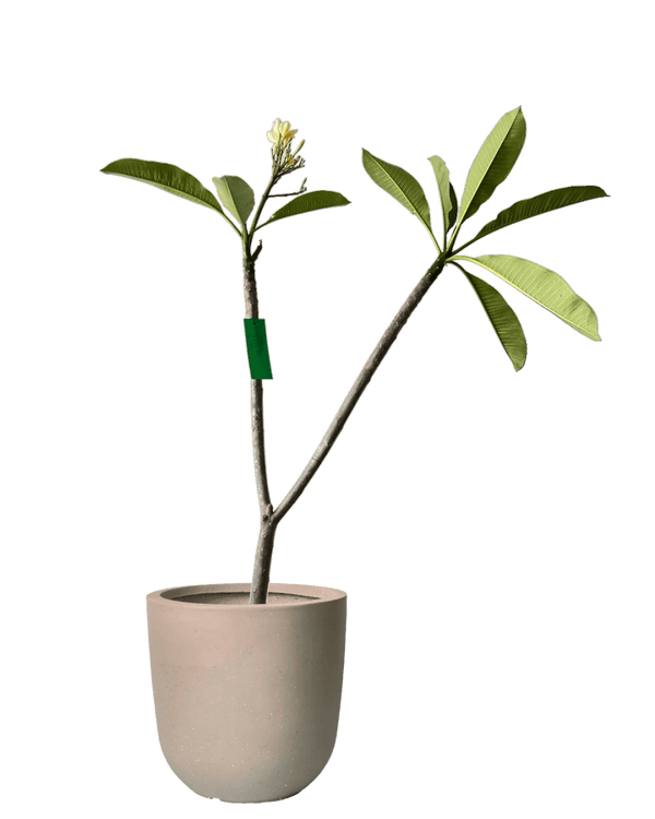 Frangijipani - Potted plant - FRAN - 7242 - Tumbleweed Plants - Online Plant Delivery Singapore