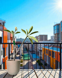 Frangijipani - Potted plant - FRAN - 7242 - Tumbleweed Plants - Online Plant Delivery Singapore