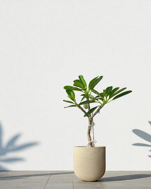 Frangipani Junior - Potted plant - POTT - FRAN - GRW - 7430 - Tumbleweed Plants - Online Plant Delivery Singapore