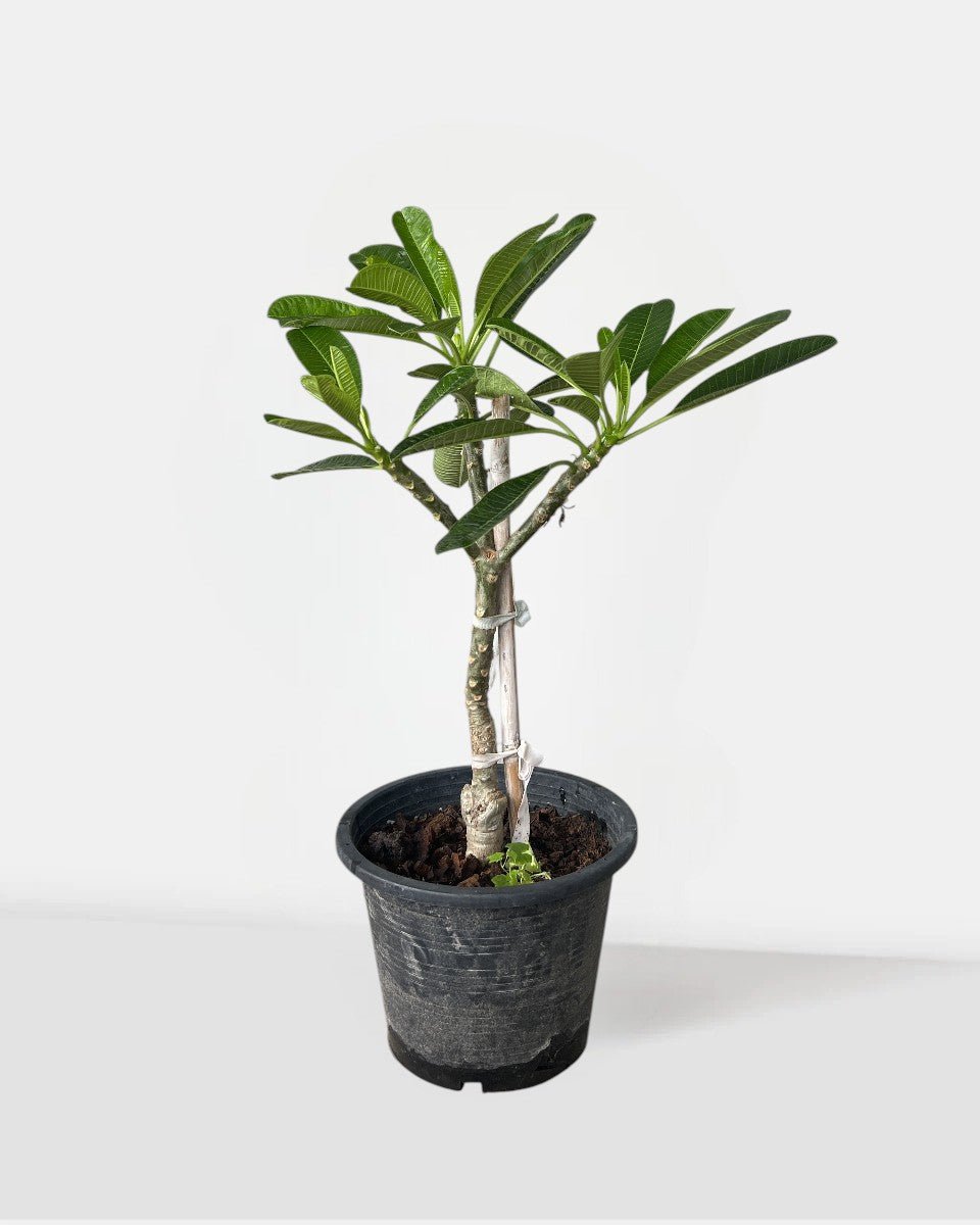 Frangipani Junior - Potted plant - POTT - FRAN - GRW - 7430 - Tumbleweed Plants - Online Plant Delivery Singapore