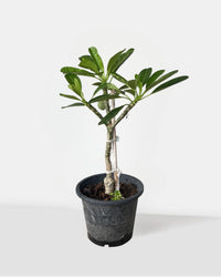 Frangipani Junior - Potted plant - POTT - FRAN - GRW - 7430 - Tumbleweed Plants - Online Plant Delivery Singapore