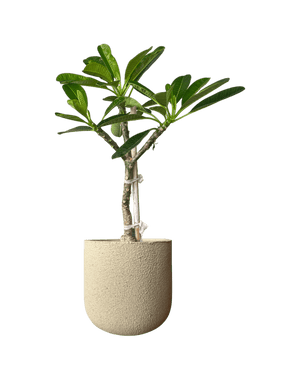 Frangipani Junior - Potted plant - POTT - FRAN - GRW - 7430 - Tumbleweed Plants - Online Plant Delivery Singapore