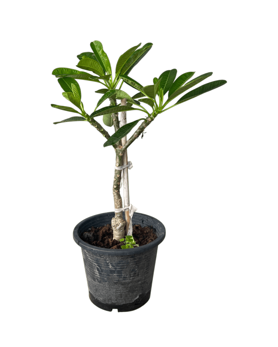 Frangipani Junior - Potted plant - POTT - FRAN - GRW - 7430 - Tumbleweed Plants - Online Plant Delivery Singapore