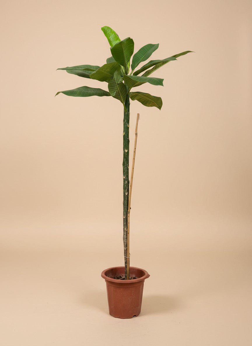 Grow Pot