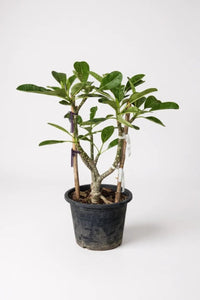 Frangipani Junior - Potted plant - POTT - FRAN - GRW - 7430 - Tumbleweed Plants - Online Plant Delivery Singapore