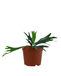 French Staghorn Fern in a grow pot