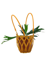French Staghorn Fern paired with hanging basket