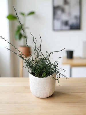 Frizzle Sizzle (Albuca spiralis) - Potted plant - POTT - FRIZ - GRW - 7236 - Tumbleweed Plants - Online Plant Delivery Singapore