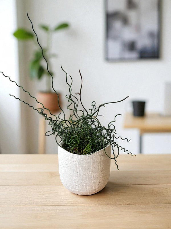 Frizzle Sizzle (Albuca spiralis) - Potted plant - POTT - FRIZ - GRW - 7236 - Tumbleweed Plants - Online Plant Delivery Singapore