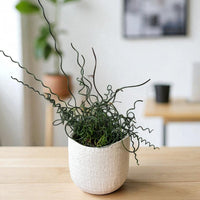 Frizzle Sizzle (Albuca spiralis)