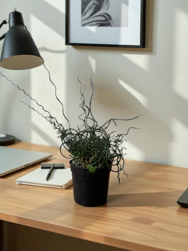 Frizzle Sizzle (Albuca spiralis) - Potted plant - POTT - FRIZ - GRW - 7236 - Tumbleweed Plants - Online Plant Delivery Singapore