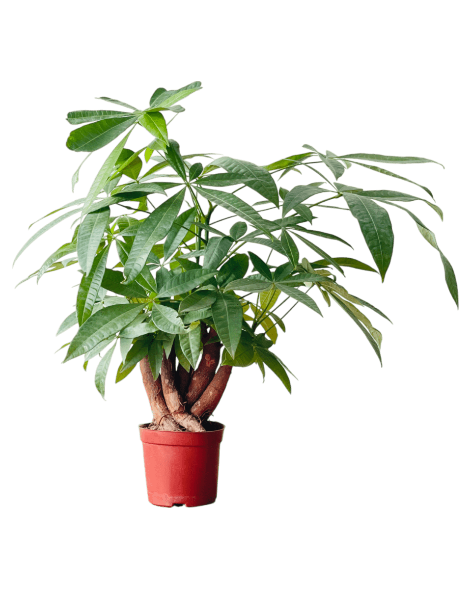 Grow Pot