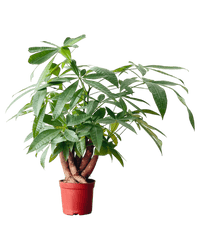 Full Bloom Money Tree - Potted plant - POTT - FULL - GRW - 4994 - Tumbleweed Plants - Online Plant Delivery Singapore