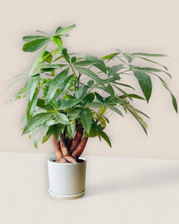 Full Bloom Money Tree - Potted plant - POTT - FULL - GRW - 4994 - Tumbleweed Plants - Online Plant Delivery Singapore