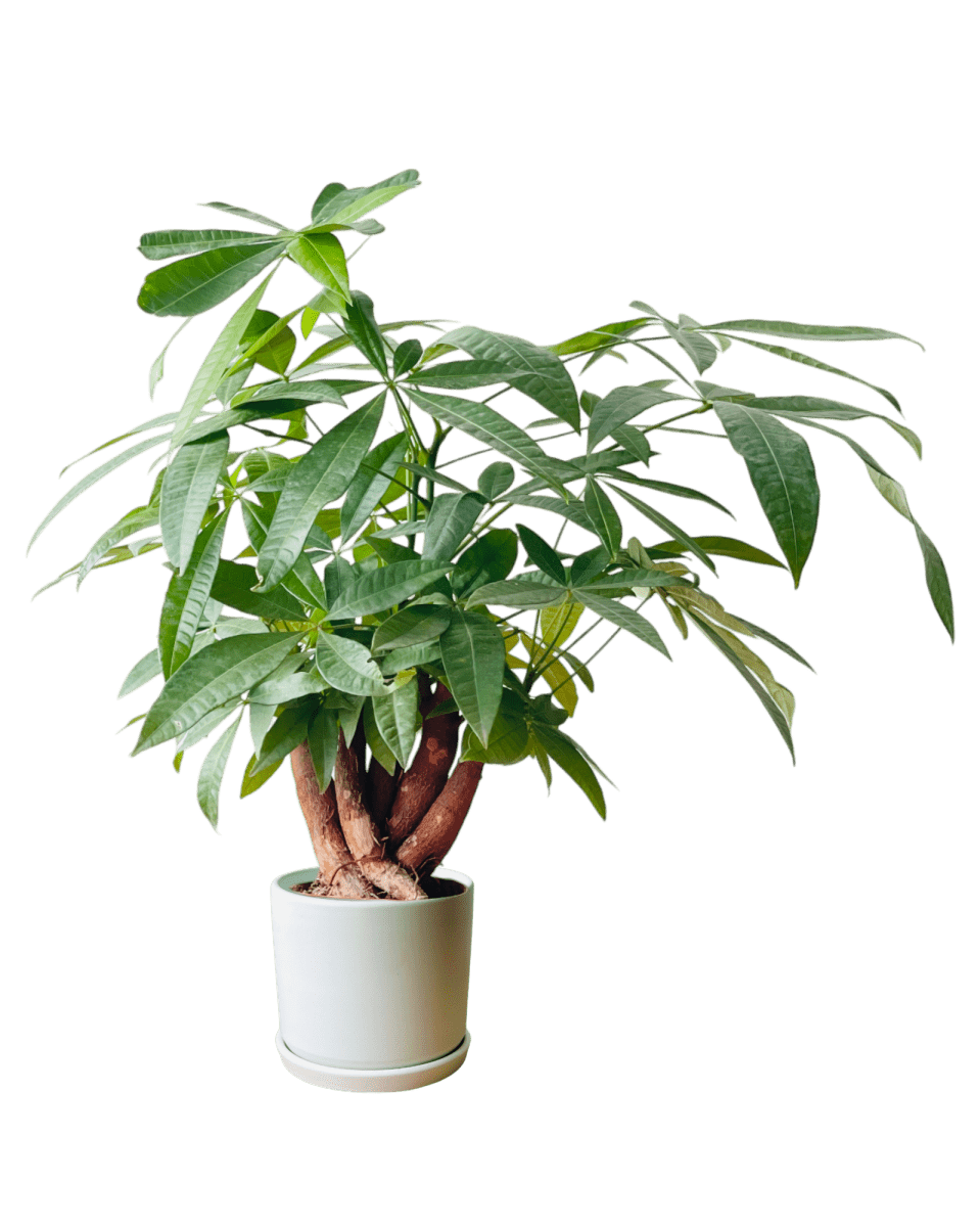 Full Bloom Money Tree - Potted plant - POTT - FULL - GRW - 4994 - Tumbleweed Plants - Online Plant Delivery Singapore