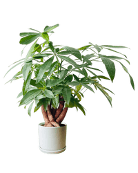 Full Bloom Money Tree - Potted plant - POTT - FULL - GRW - 4994 - Tumbleweed Plants - Online Plant Delivery Singapore