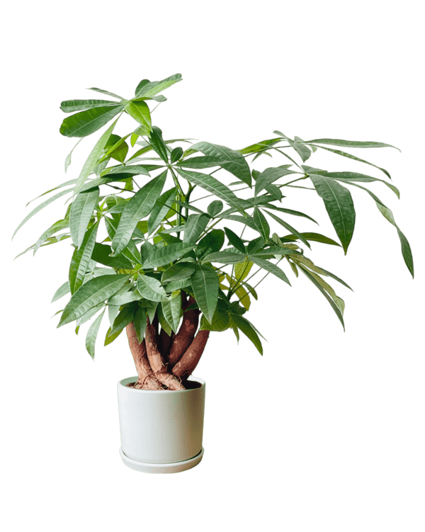 Full Bloom Money Tree - Potted plant - POTT - FULL - GRW - 4994 - Tumbleweed Plants - Online Plant Delivery Singapore