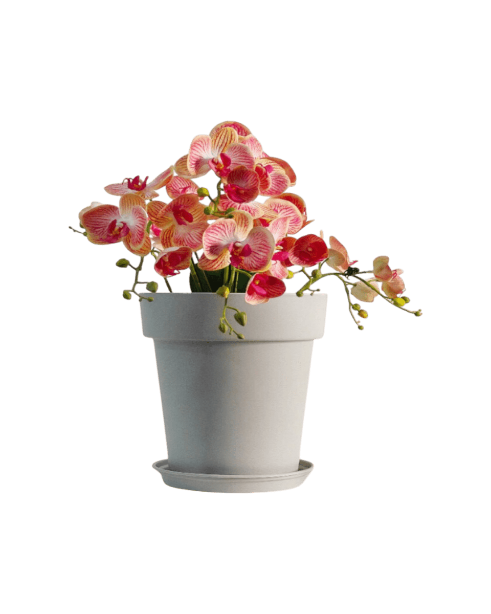 GAL Plastic Pots - Large - Pots - 5448654919100 - 01 - Tumbleweed Plants - Online Plant Delivery Singapore