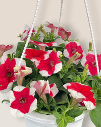 Garden Petunia Plant - grow pot - Potted plant - Tumbleweed Plants - Online Plant Delivery Singapore