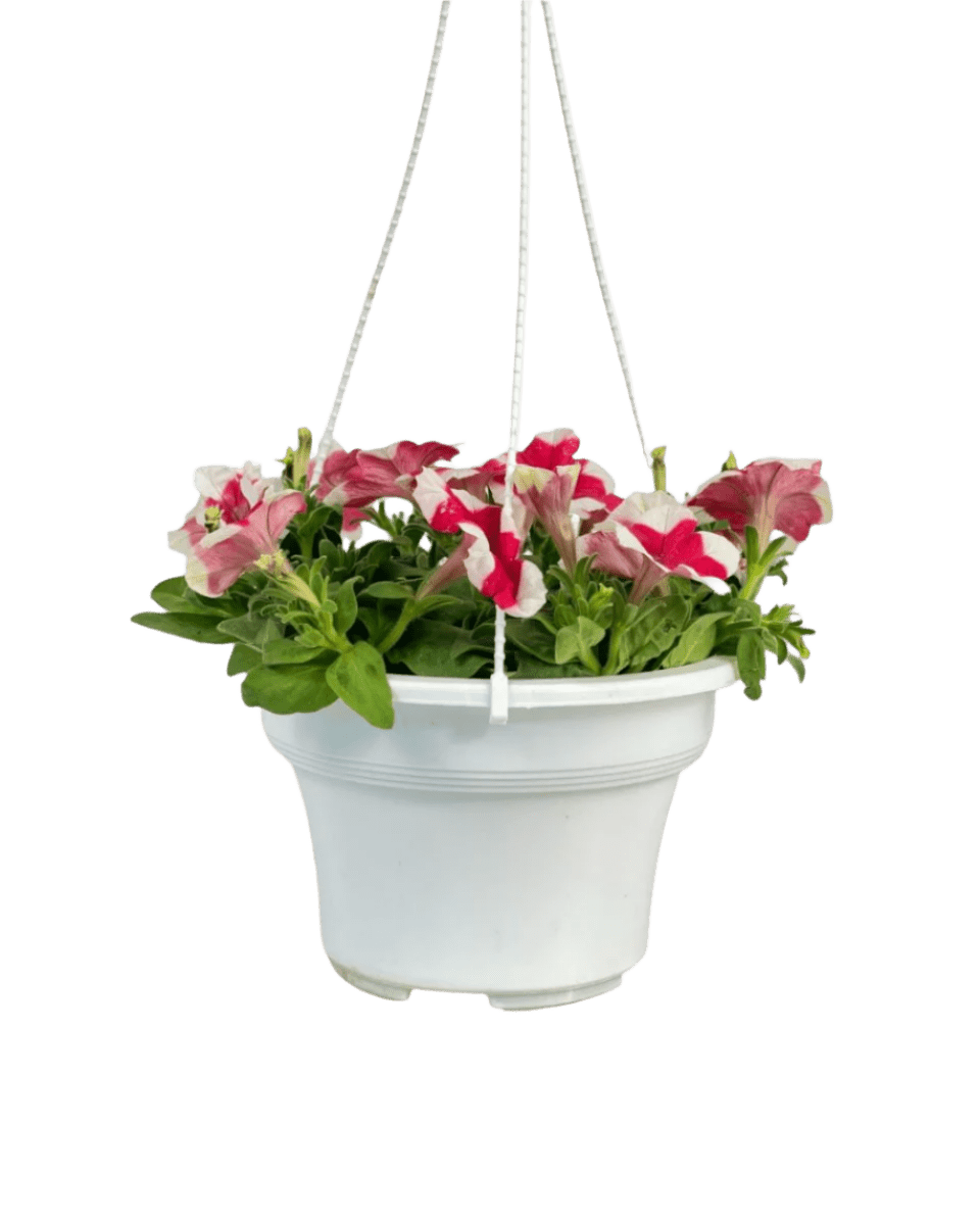 Garden Petunia Plant - Potted plant - POTT - GARD - GRW - 5473 - Tumbleweed Plants - Online Plant Delivery Singapore