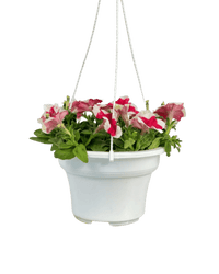 Garden Petunia Plant - Potted plant - POTT - GARD - GRW - 5473 - Tumbleweed Plants - Online Plant Delivery Singapore