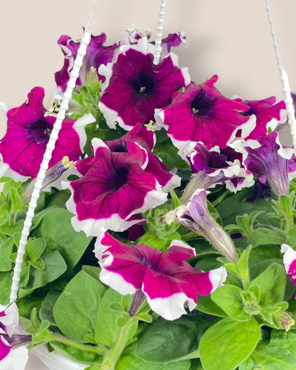 Garden Petunia Plant - grow pot - Potted plant - Tumbleweed Plants - Online Plant Delivery Singapore