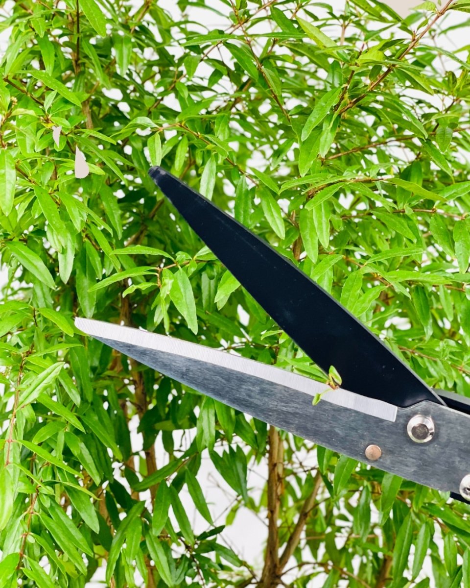 Garden Shear - Tool - Tumbleweed Plants - Online Plant Delivery Singapore