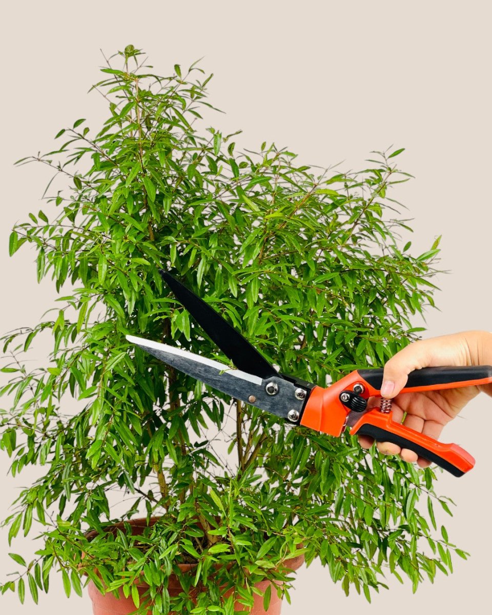 Garden Shear - Tool - Tumbleweed Plants - Online Plant Delivery Singapore