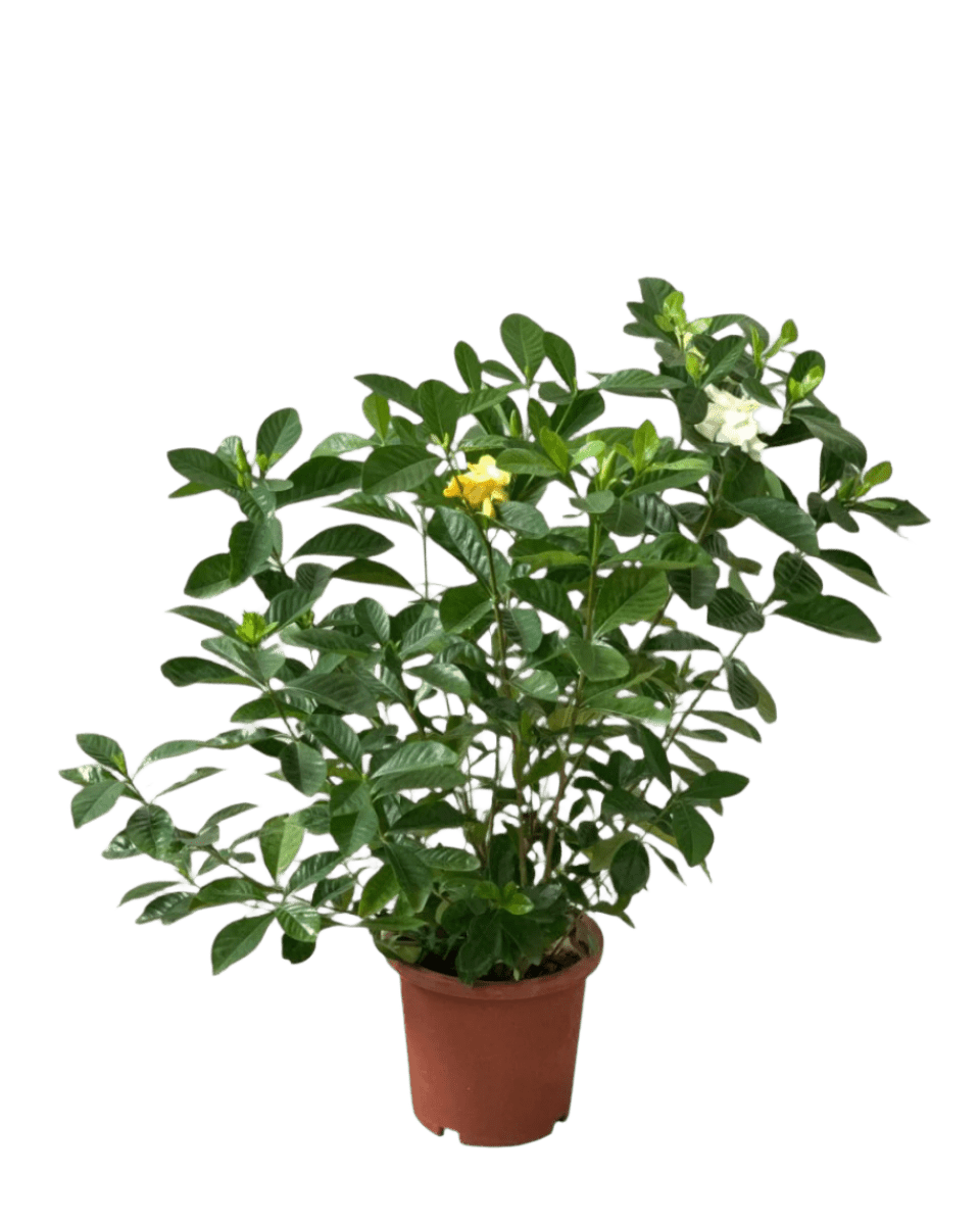 Gardenia Jasminoides - Potted plant - POTT - GARD - GRW - 5017 - Tumbleweed Plants - Online Plant Delivery Singapore