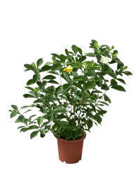 Gardenia Jasminoides - Potted plant - POTT - GARD - GRW - 5017 - Tumbleweed Plants - Online Plant Delivery Singapore