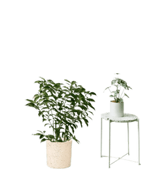 Gardenia Variegated - Potted plant - POTT - GARD - GRW - 3677 - Tumbleweed Plants - Online Plant Delivery Singapore